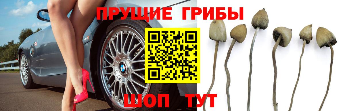 дарнет шоп  Вход с VPN  Псилоцибиновые грибы ЛСД  Новотроицк  Псилоцибиновые грибы Cubensis 